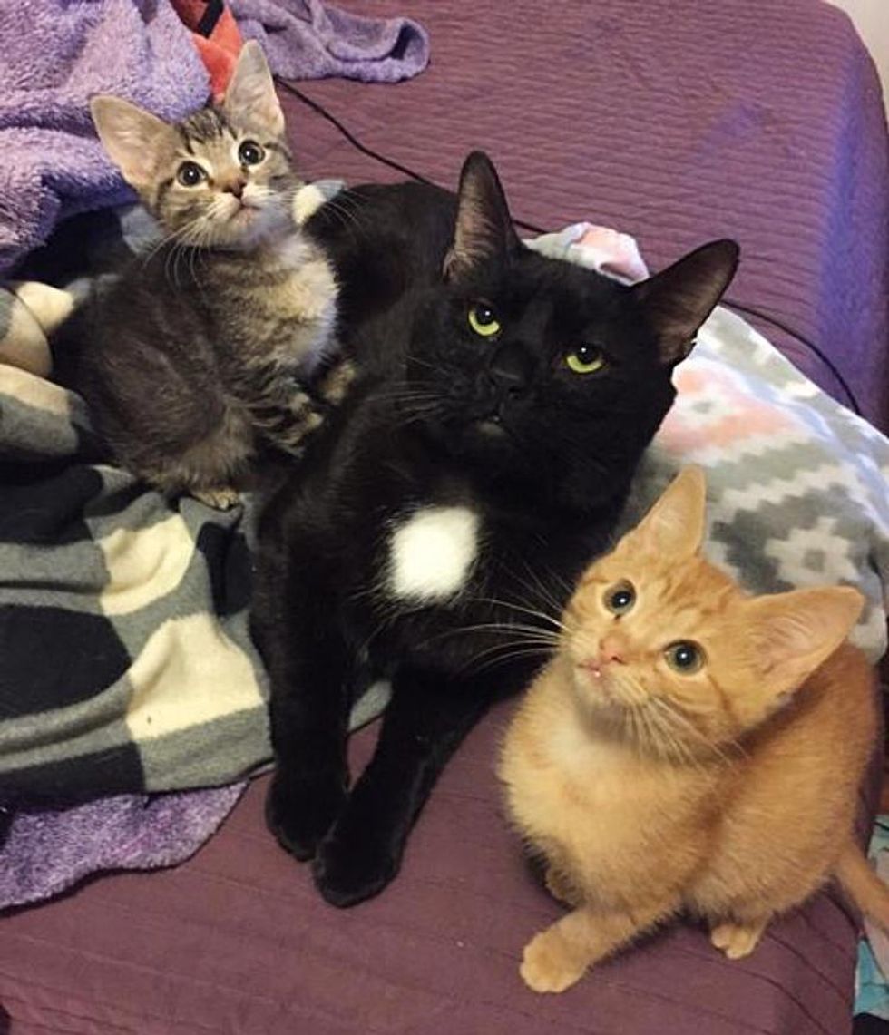 forest cat foster kittens