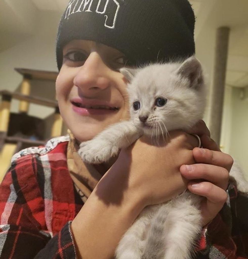 foster, kitten, cuddles, cute