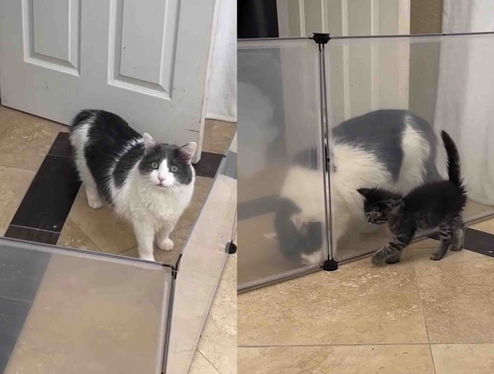 foster kitten resident cat