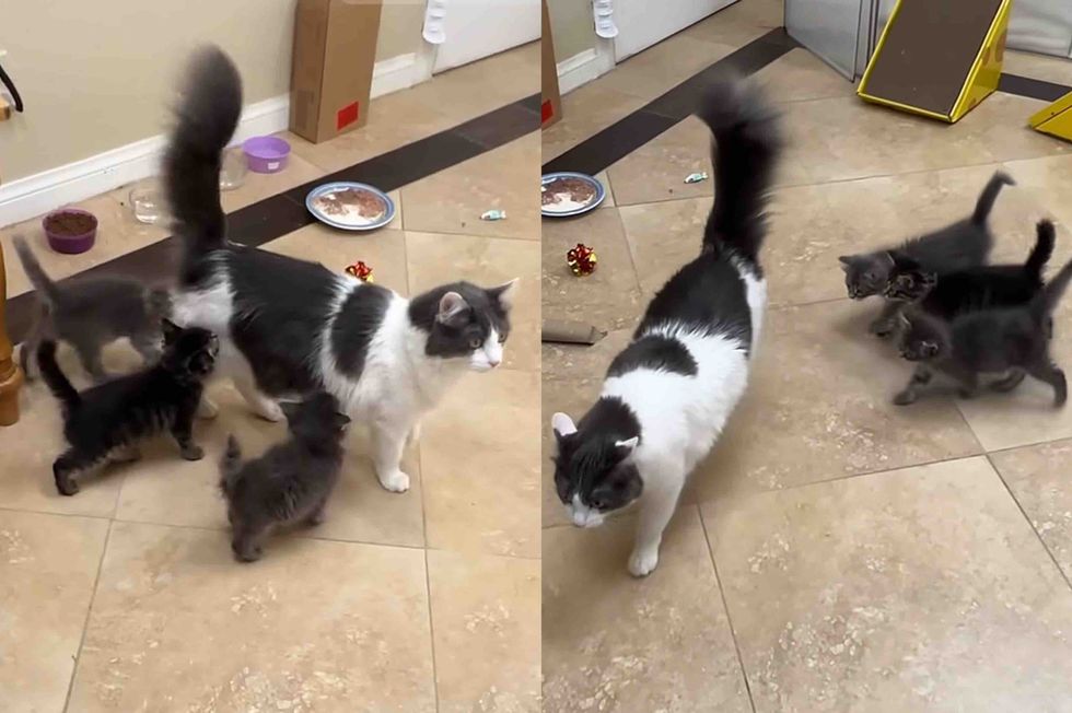 foster kittens follow cat