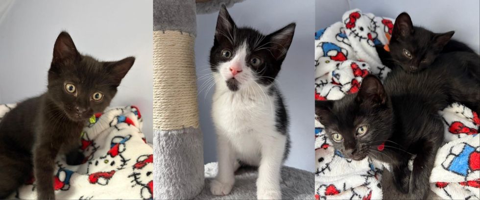 Four kittens growing up, side-by-side of each posing for the camera