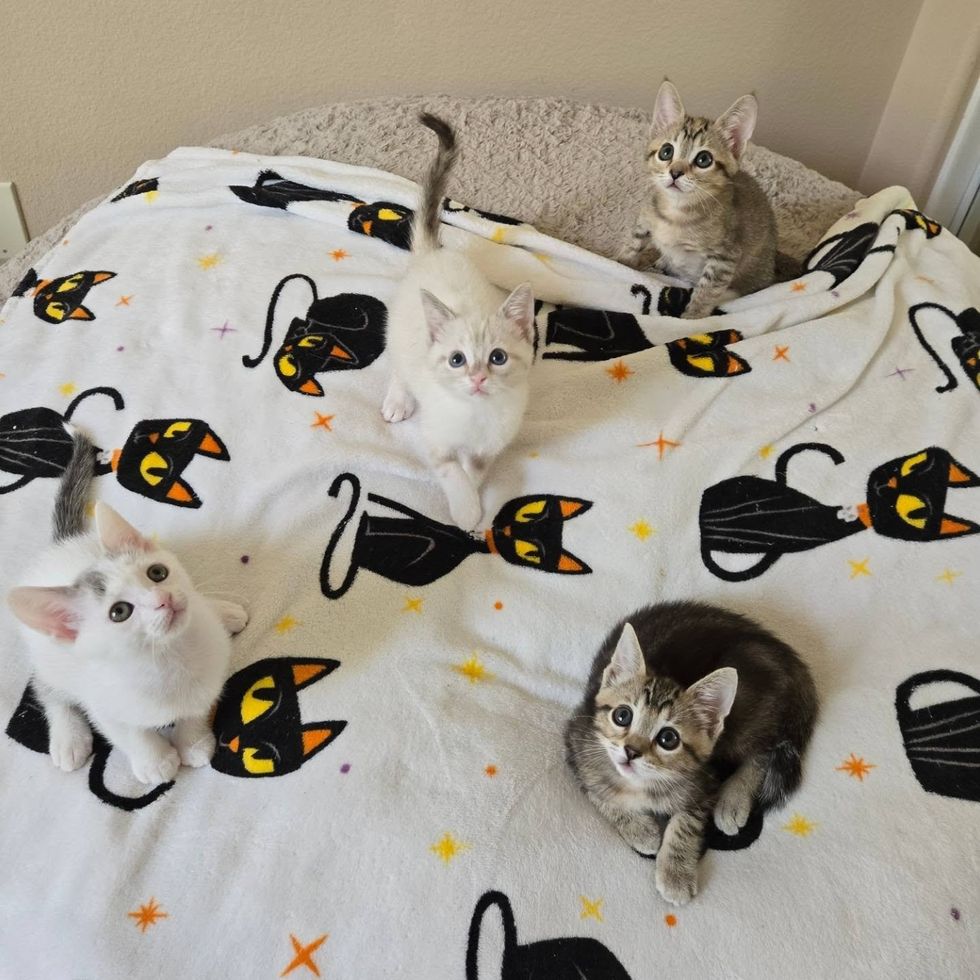 Four kittens spread out on a white blanket printed with black cats.