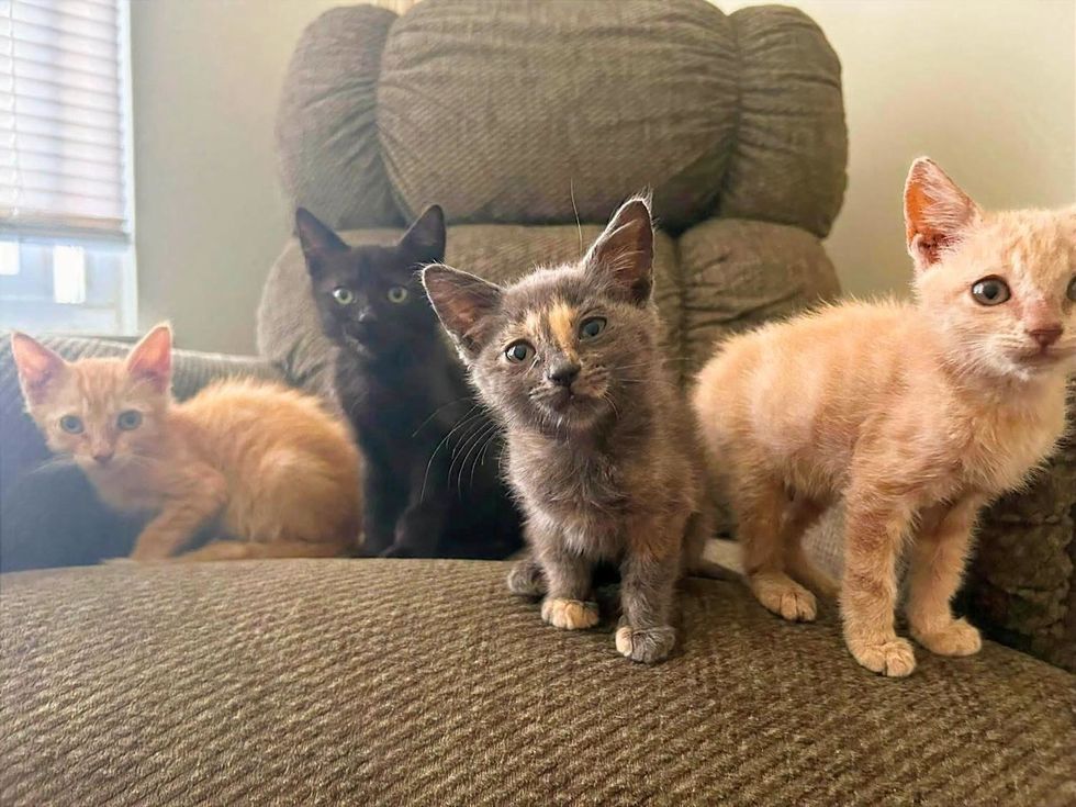 Four kittens, two orange, one black, and one gray tortoiseshell, sitting together on an armchair looking at the camera.