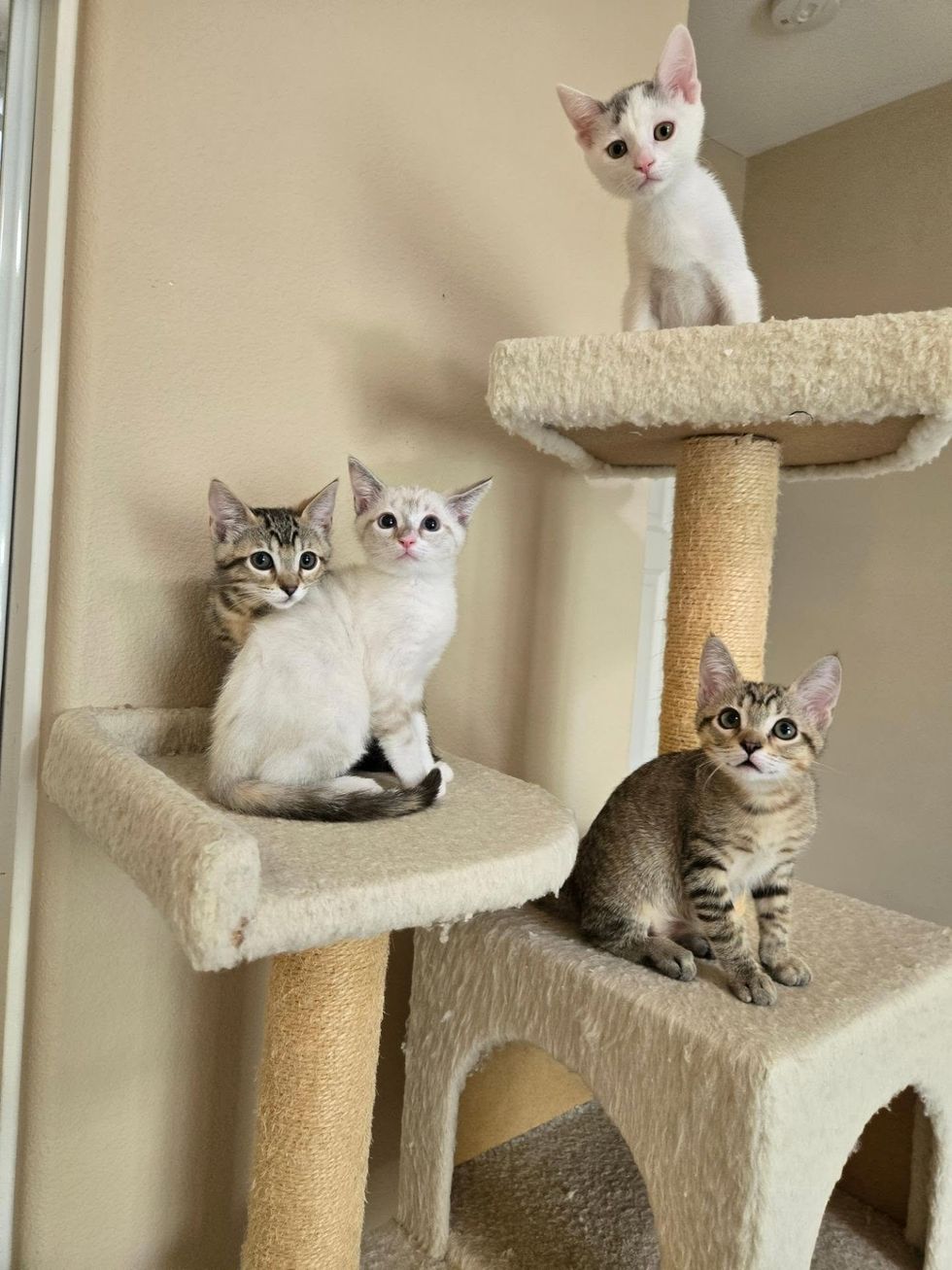 Four kittens, two tabby, one cream-point, and one white, perched on a carpeted cat tree.