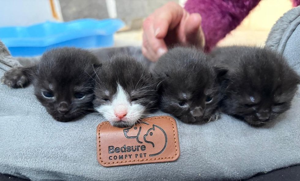 Four kittens with eyes barely opened laying down next to each other