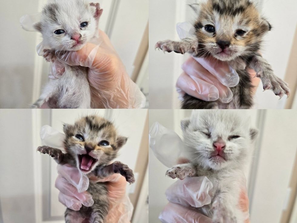 Four newborn kittens, each held in a gloved hand, eyes barely open.