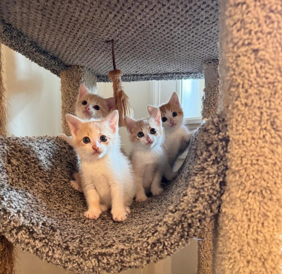 Four orange and white kittens staring from a cat tree.