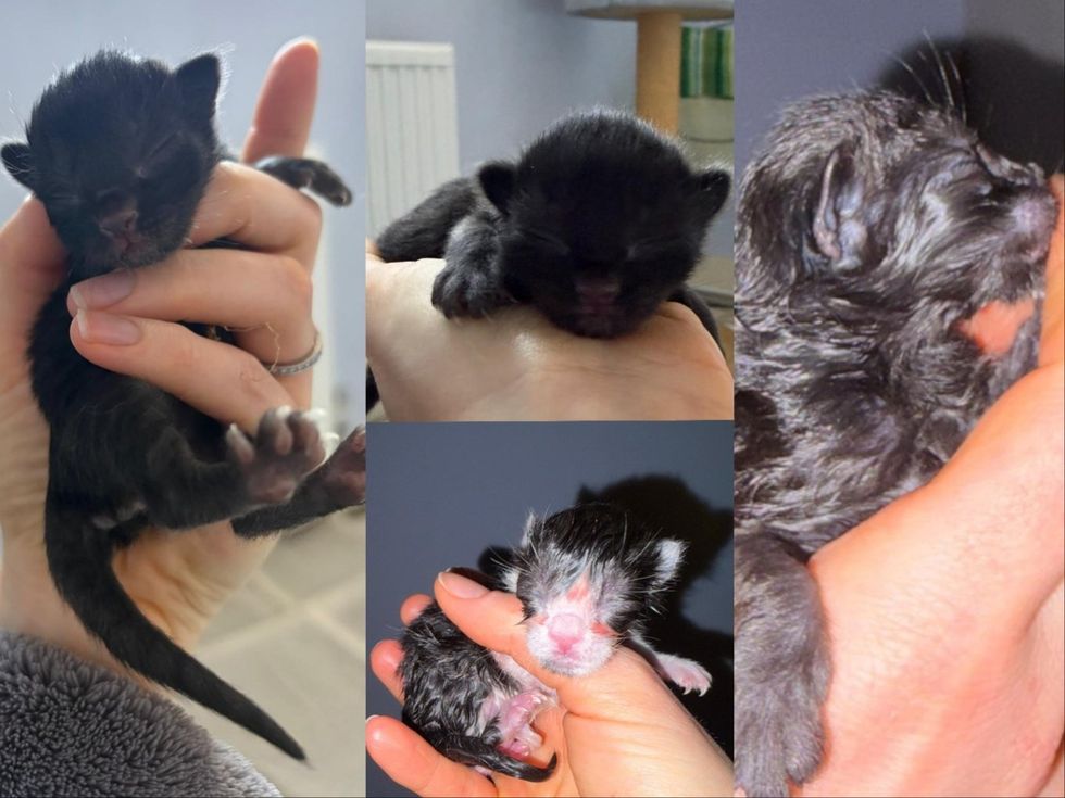 Four seperate photos of each newborn kitten being held right after being birthed