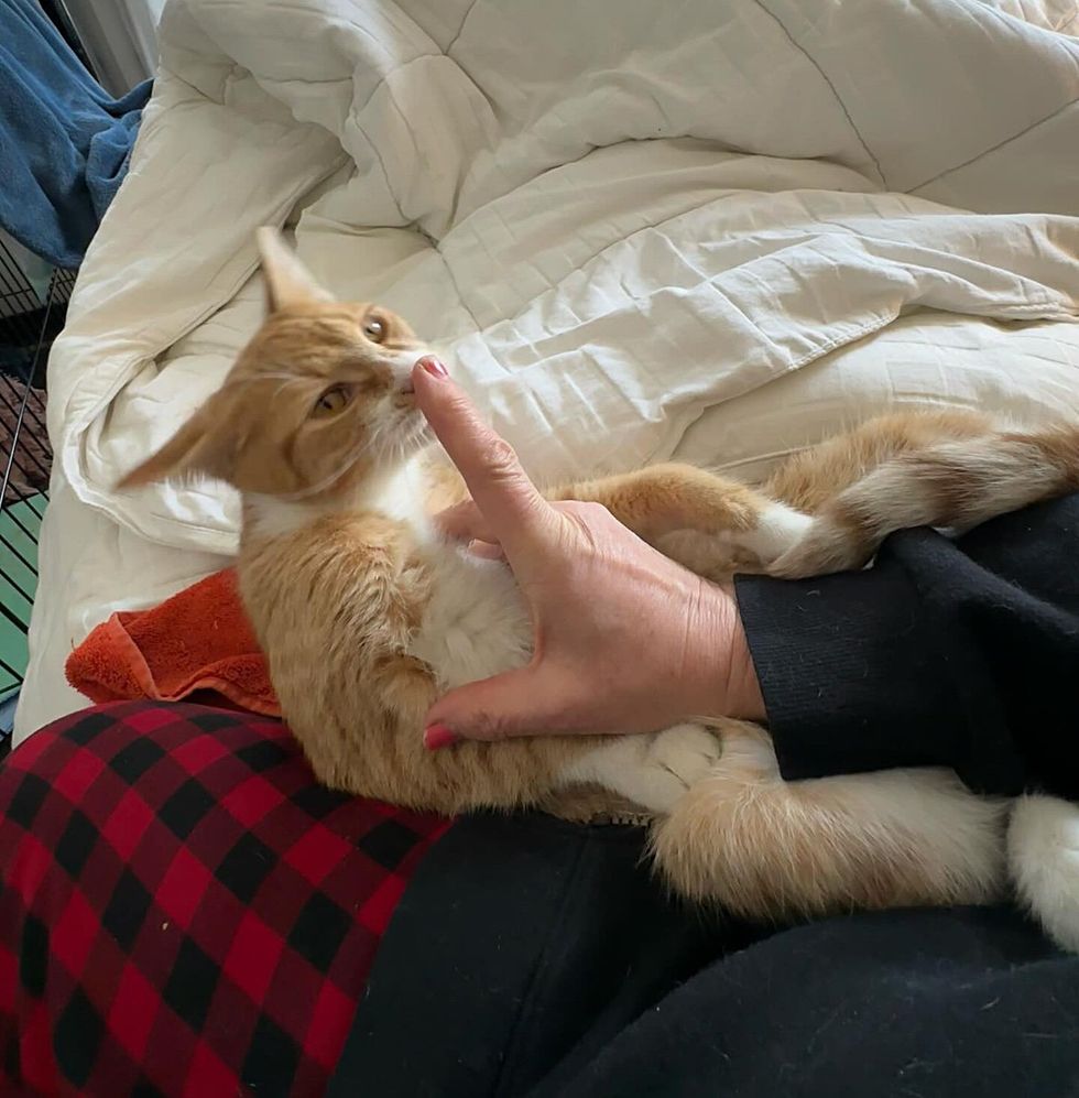 friendly affectionate cat