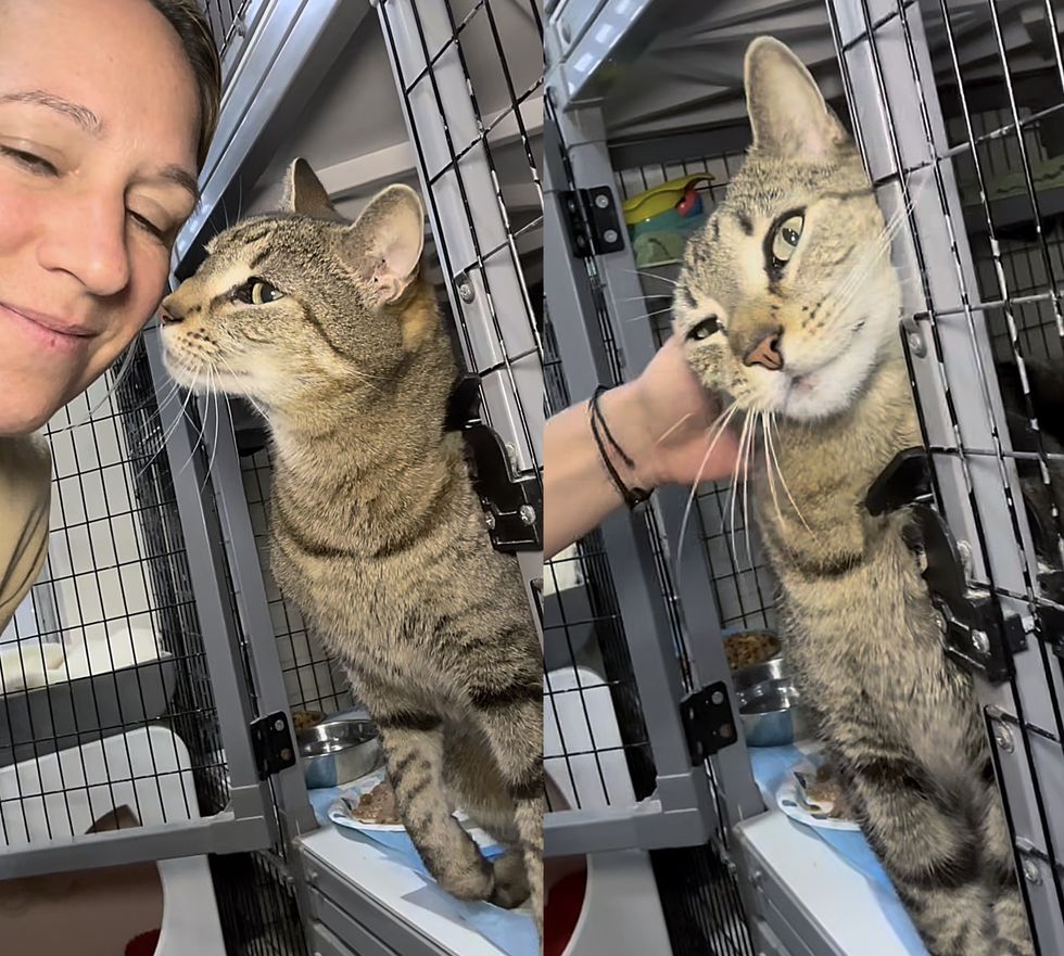 friendly affectionate shelter cat