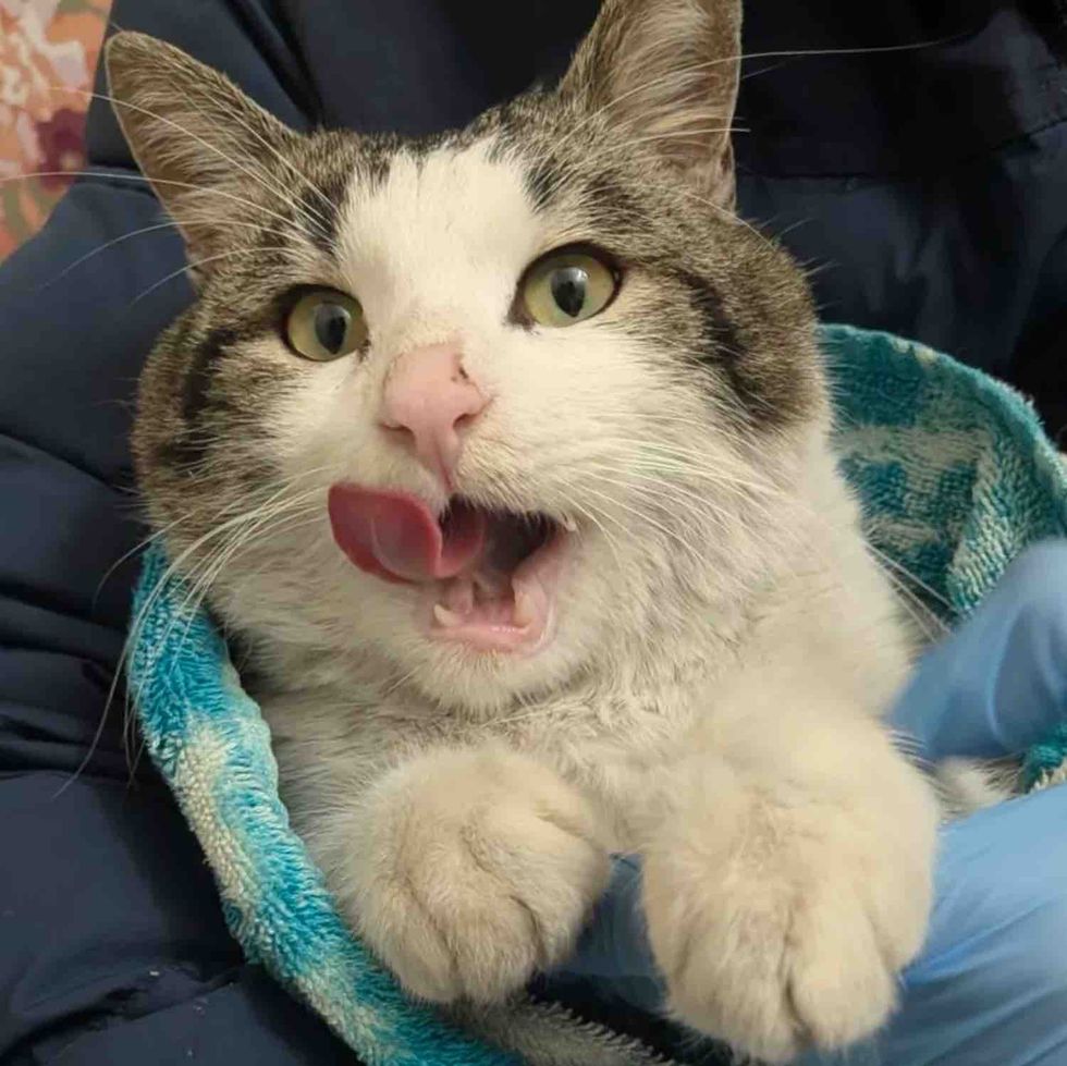 friendly cat cuddles