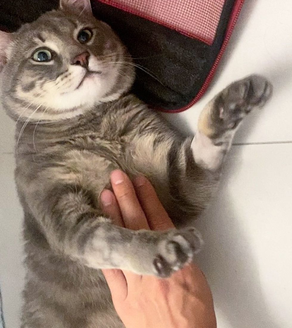 friendly cat happy home