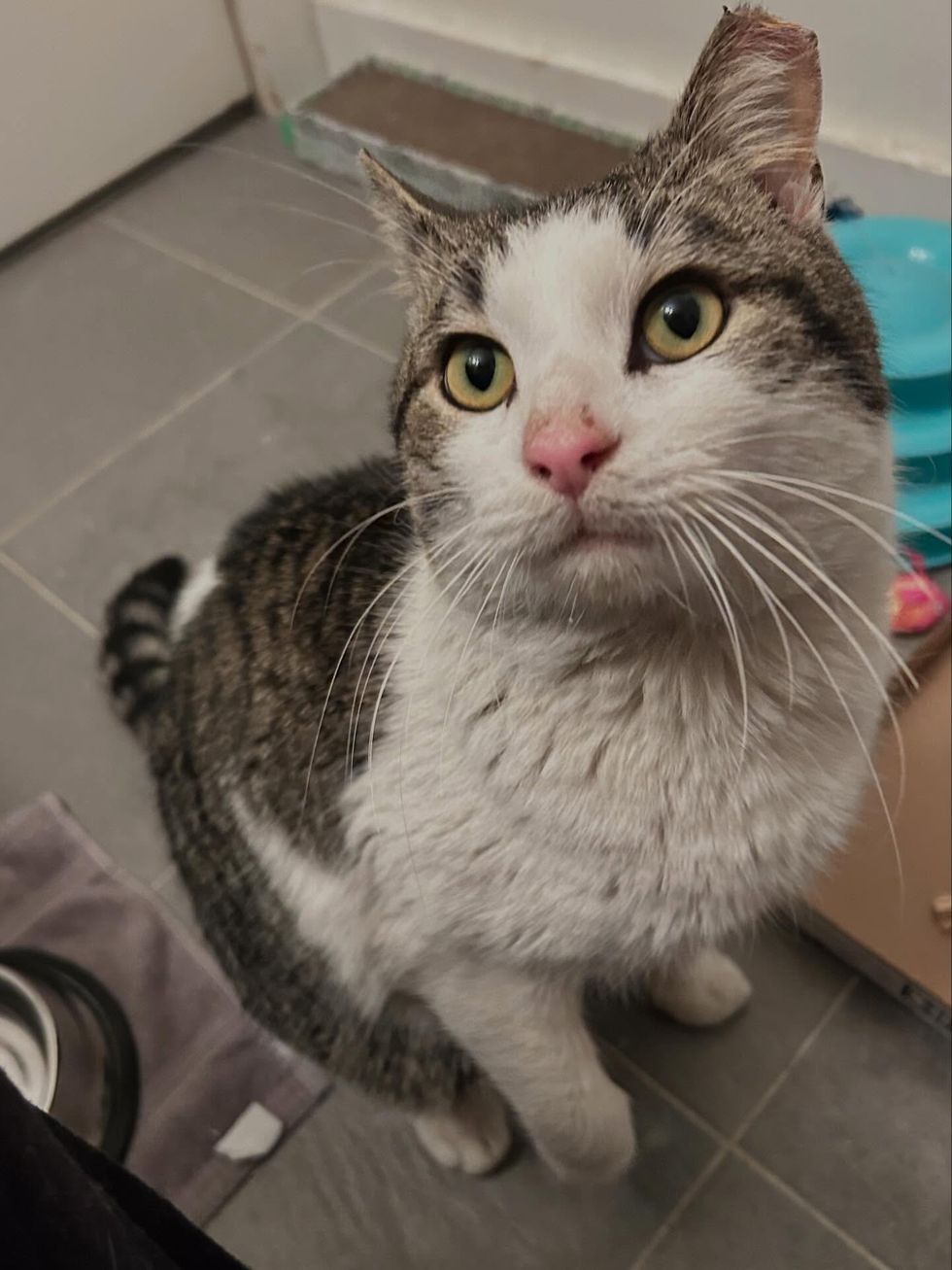 friendly cat seeking attention