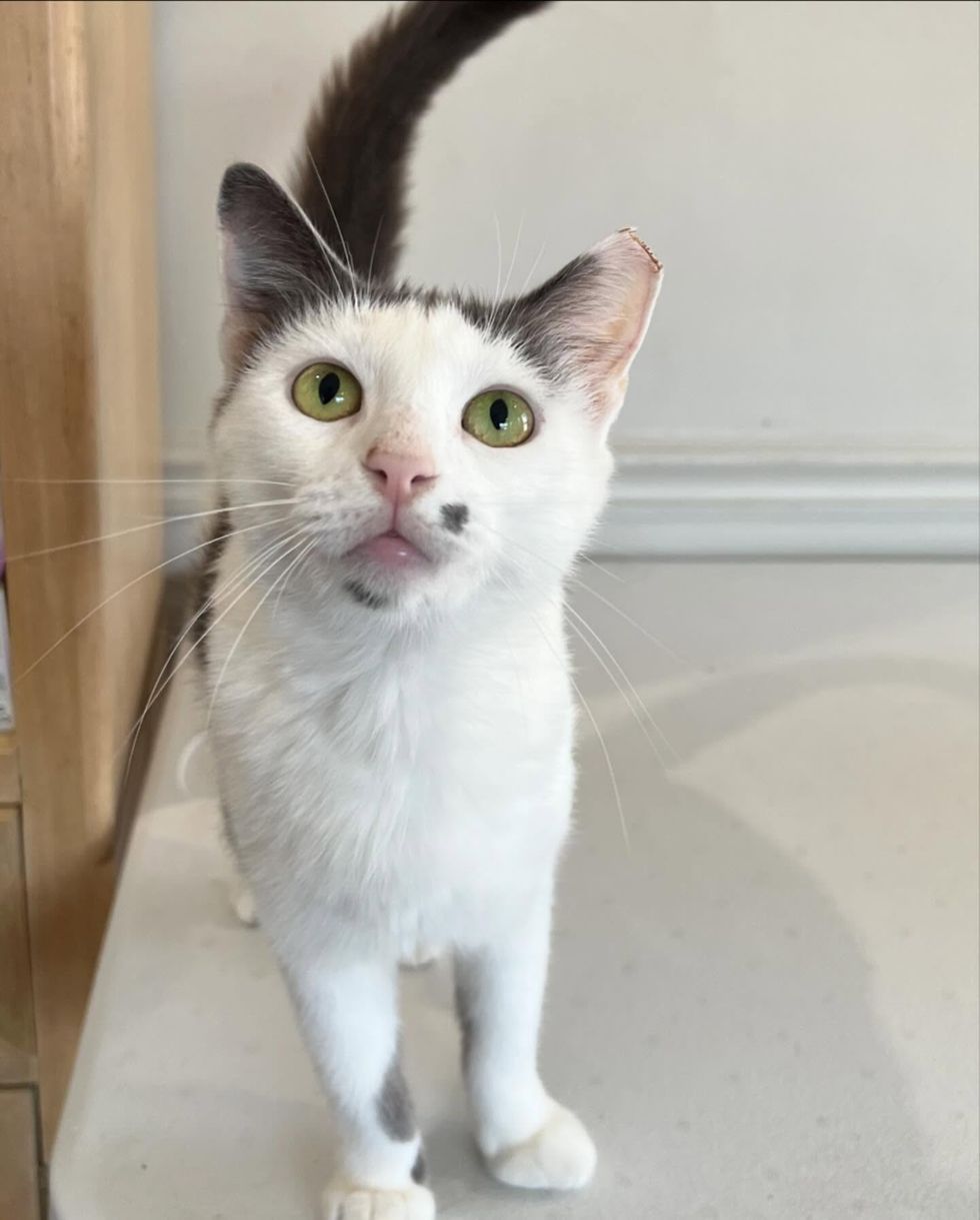 friendly happy clinic cat