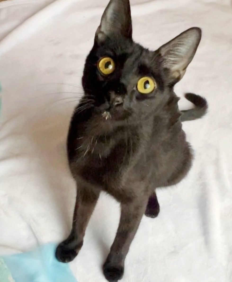 friendly house panther cat