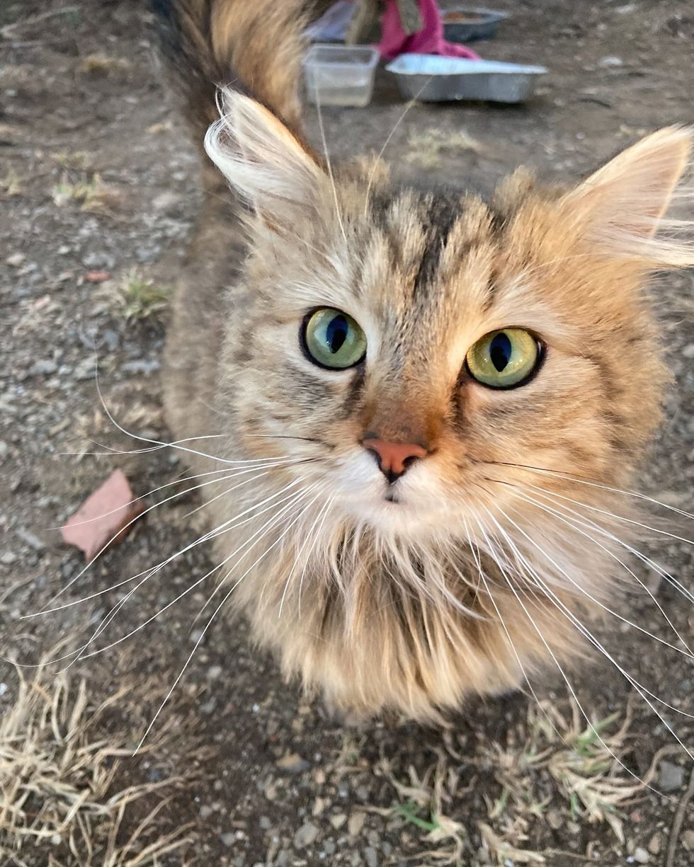 friendly stray cat