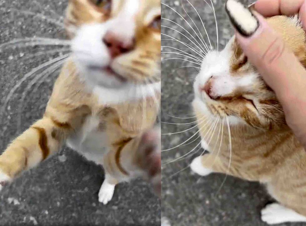 friendly street cat attention
