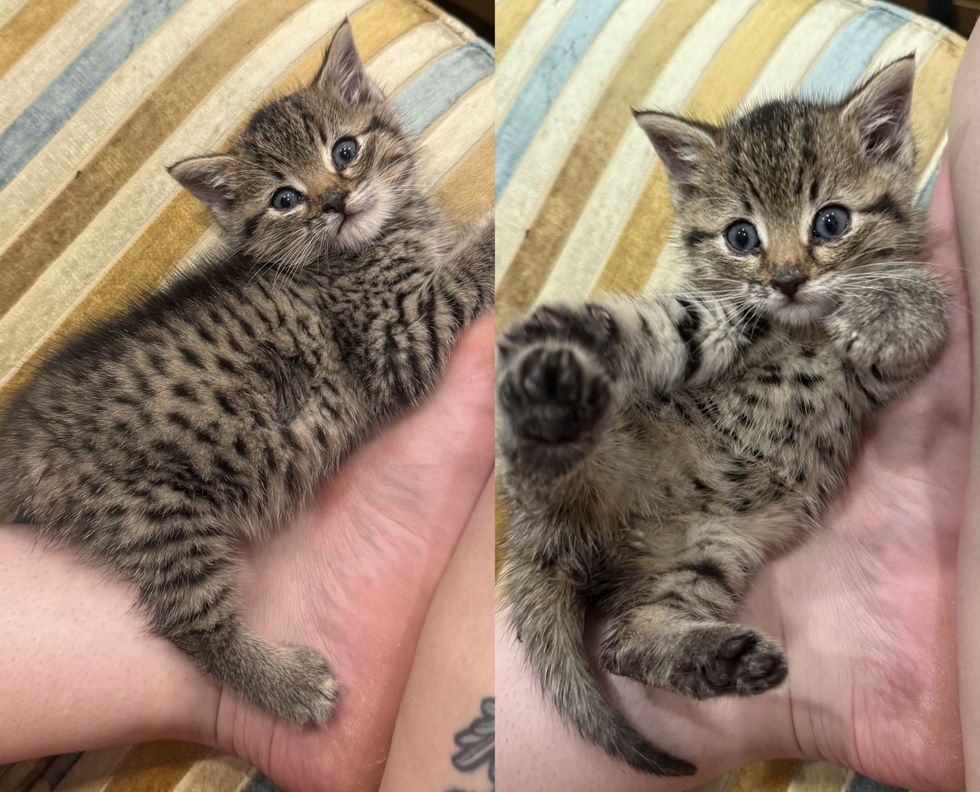 fun playful tabby kitten