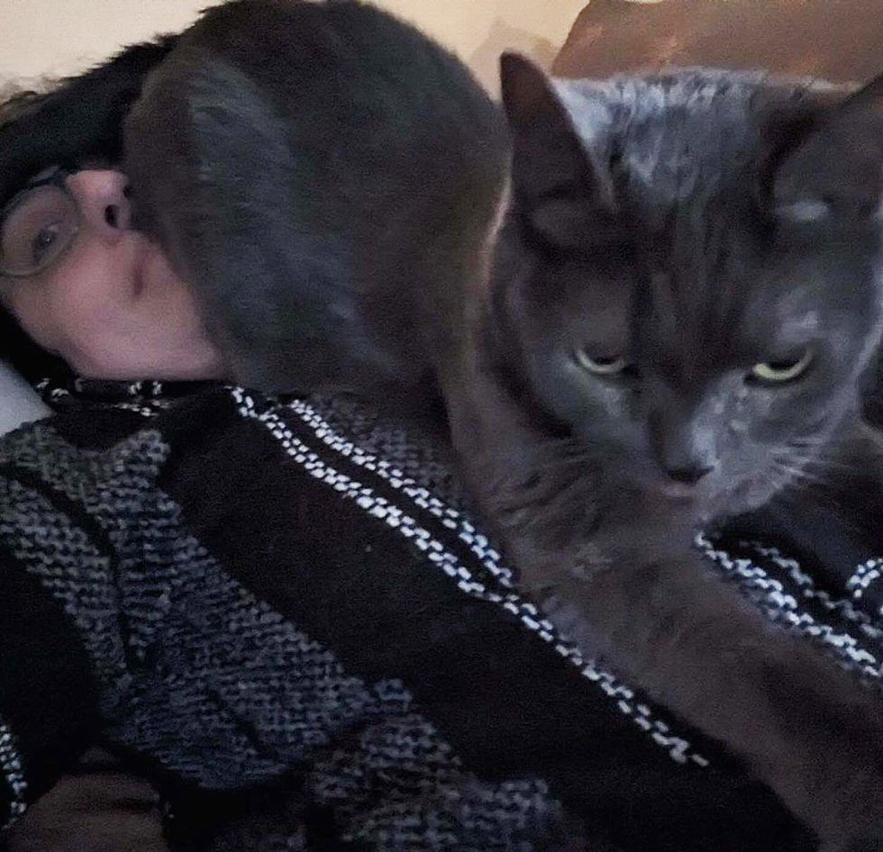 funny cat sitting on face