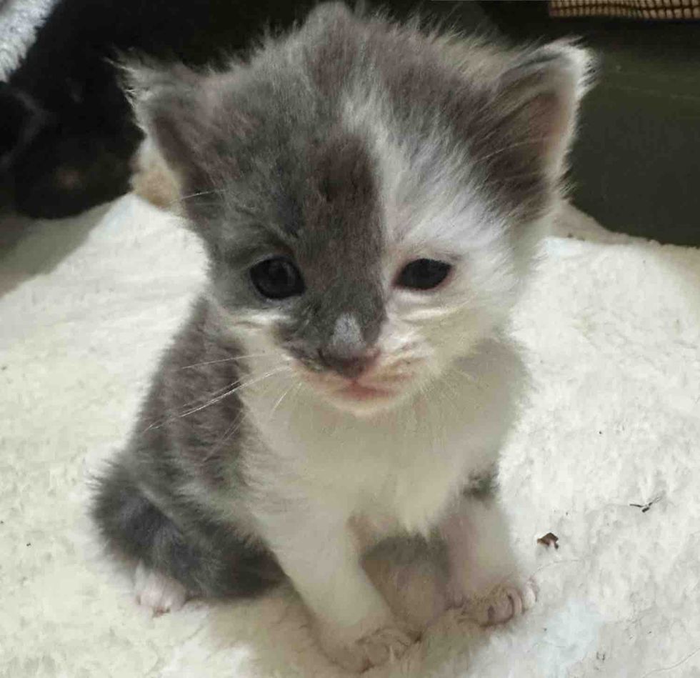 fuzzy kitten tiny