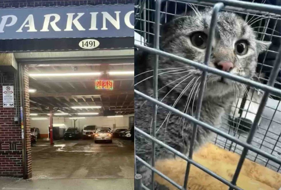 Garage where cat found left; caged cat scared but safe