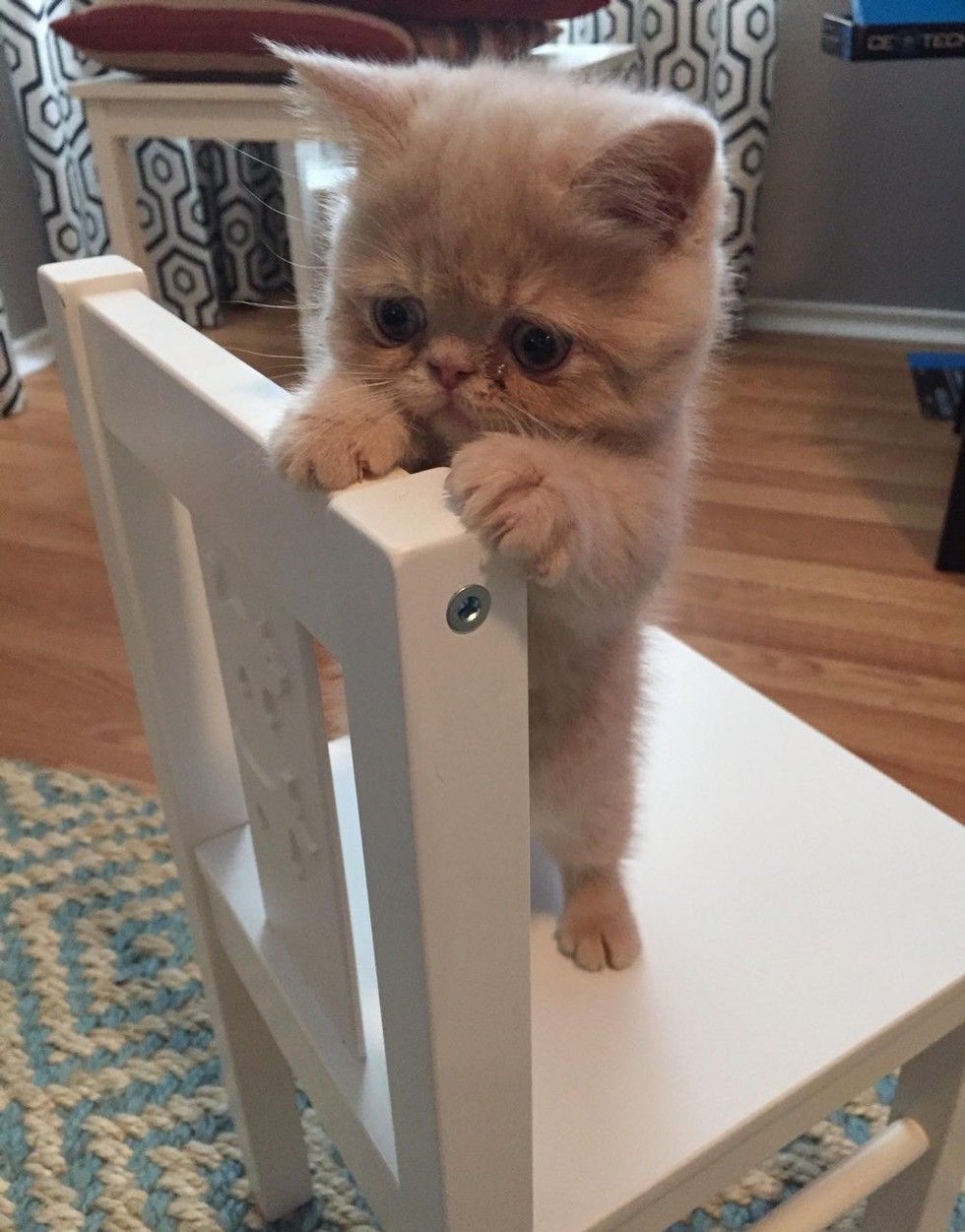 George the standing cat