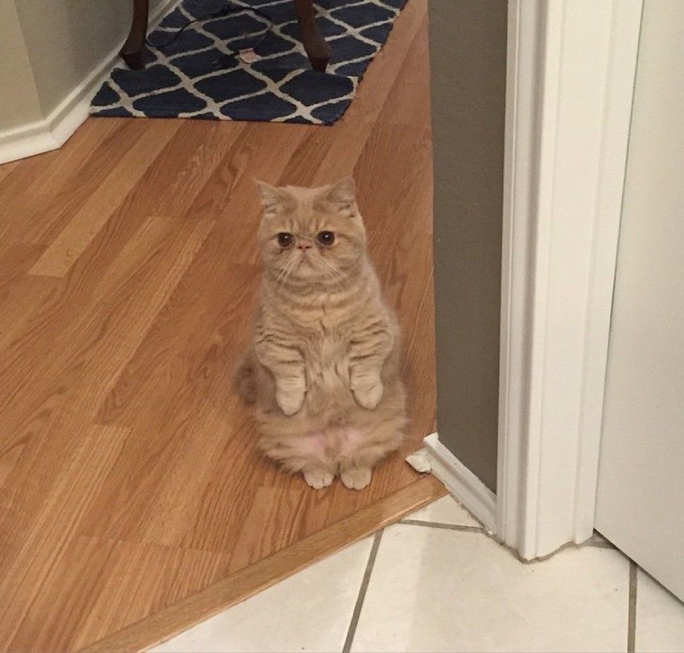 George the standing cat