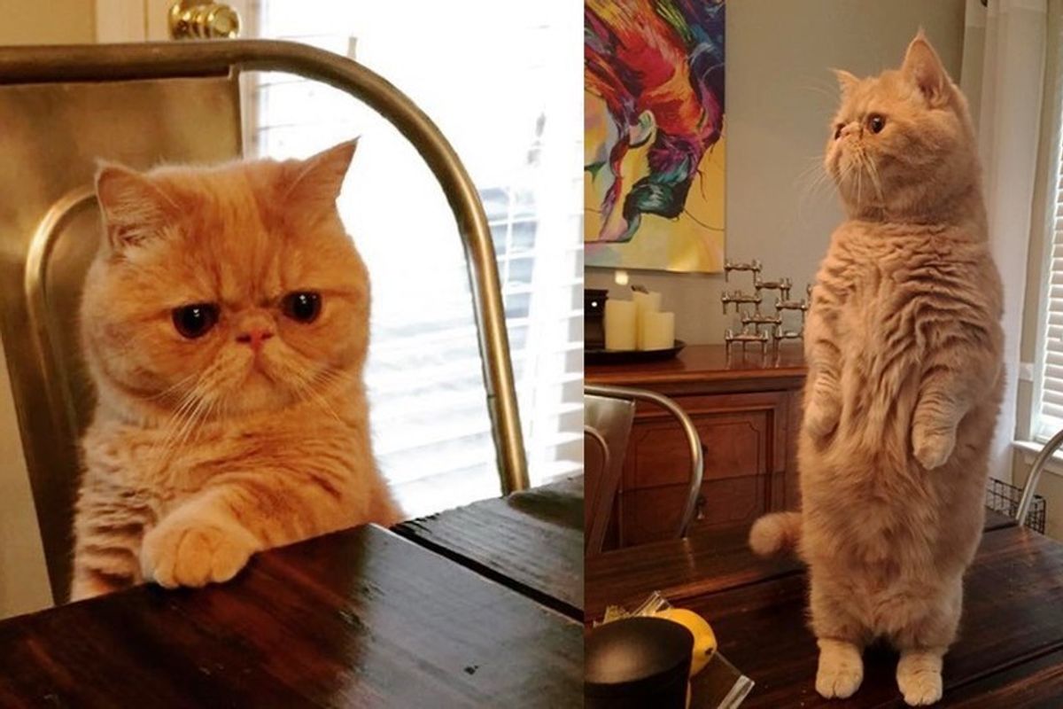 George the standing cat