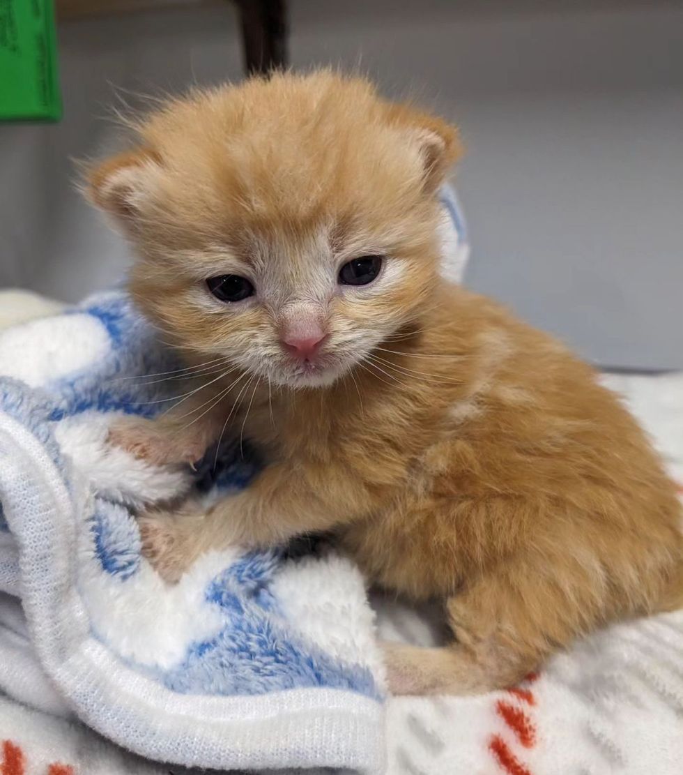 ginger bottle kitten