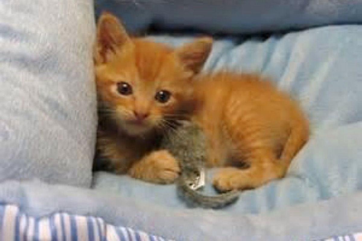 ginger cat born with 3 legs knows he's purrfect