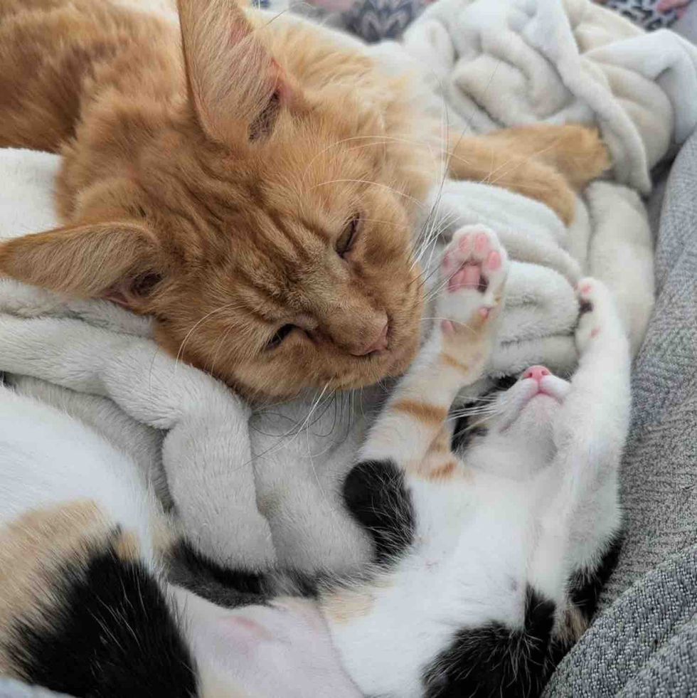ginger cat calico kitten