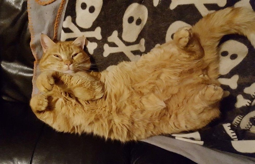 ginger cat chose his human half a mile away