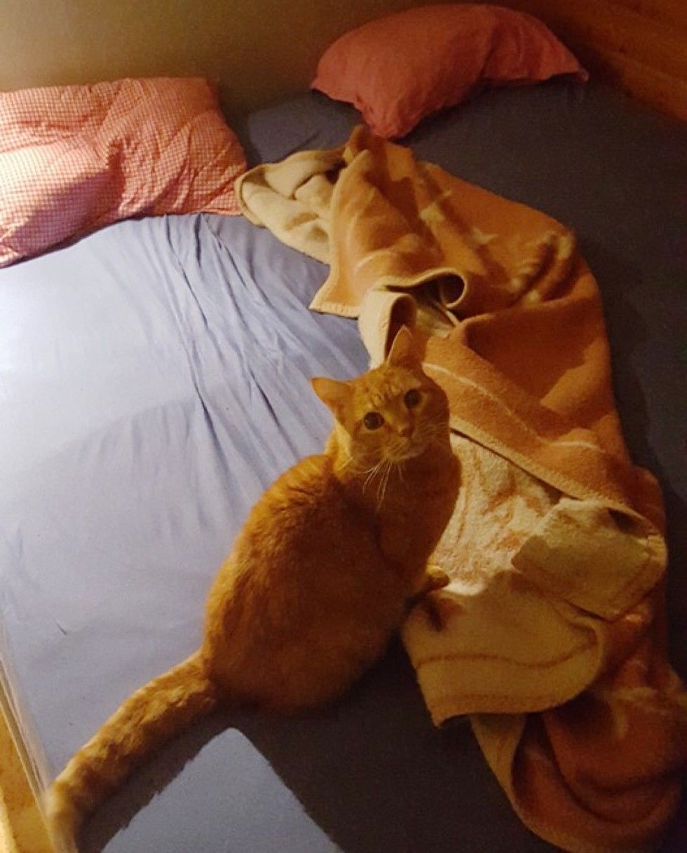 ginger cat chose his human half a mile away