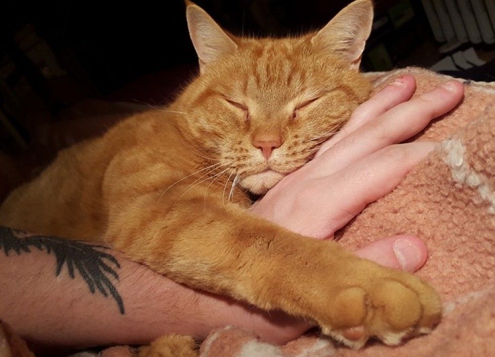 ginger cat chose his human half a mile away