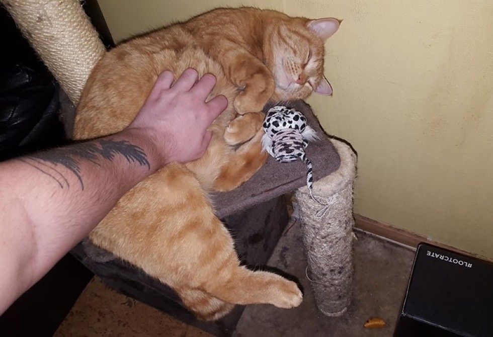 ginger cat chose his human half a mile away