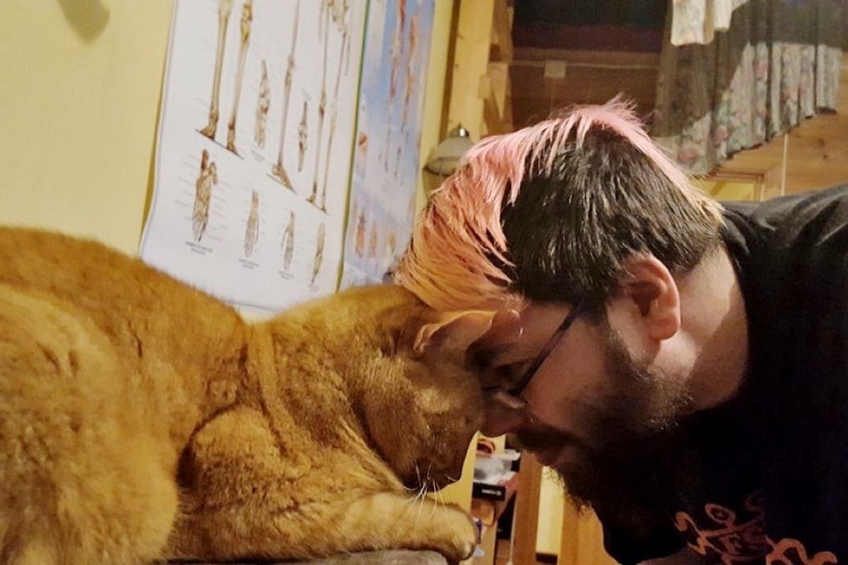 ginger cat chose his human half a mile away
