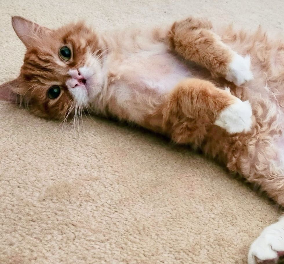 ginger cat cleft nose