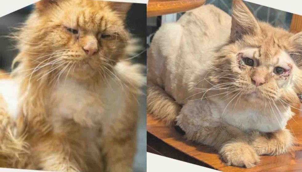 ginger cat eyes rescue