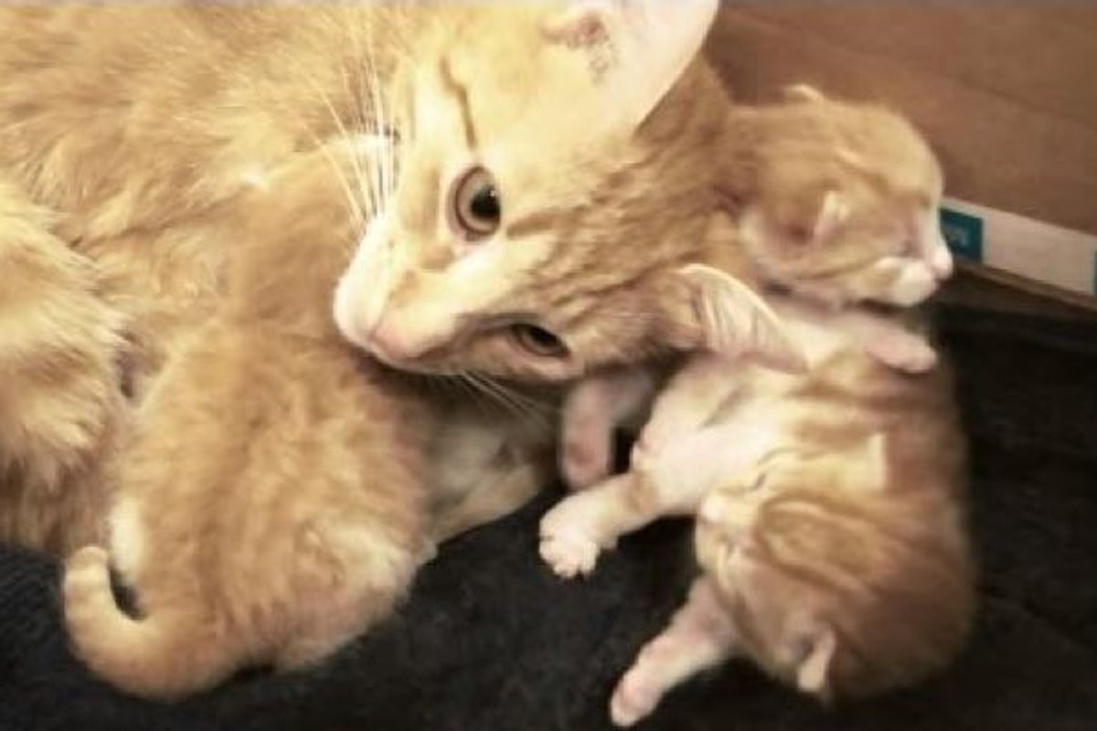 ginger cat mother talks to kitten babies