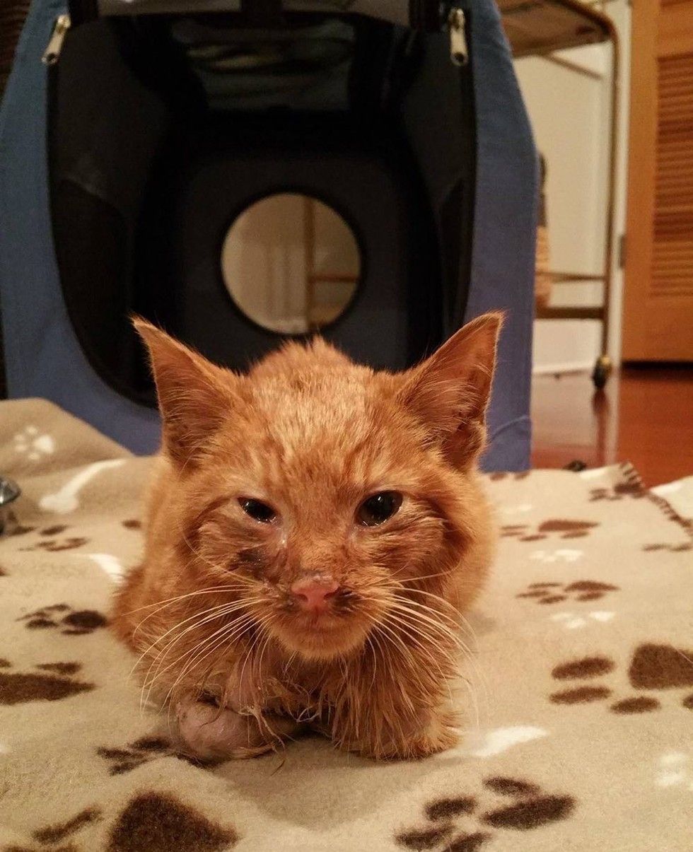 ginger cat rescued from burns by car engine recovery transformation
