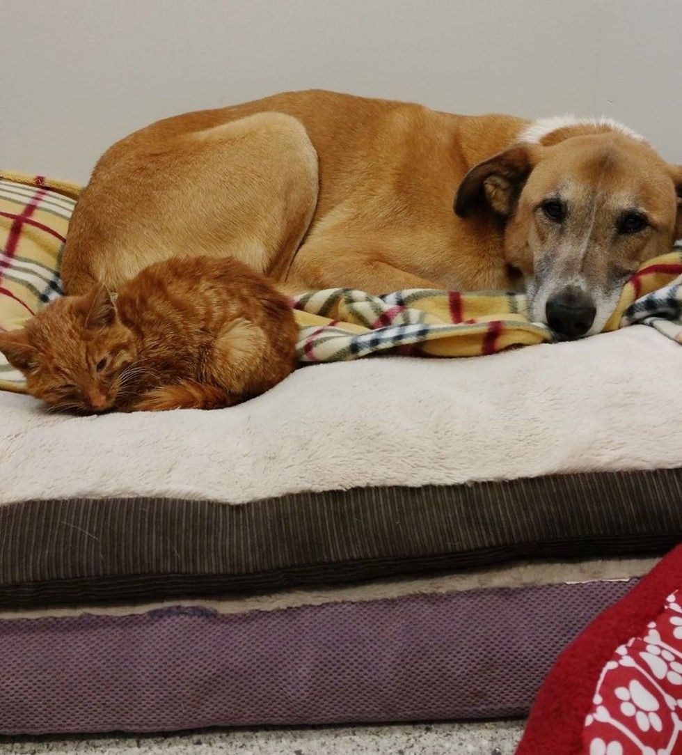 ginger cat rescued from burns by car engine recovery transformation