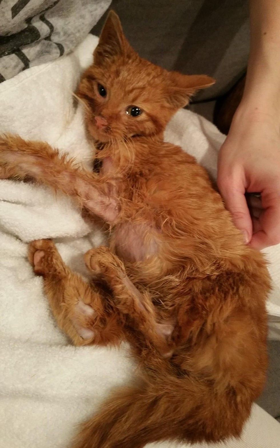 ginger cat rescued from burns by car engine recovery transformation