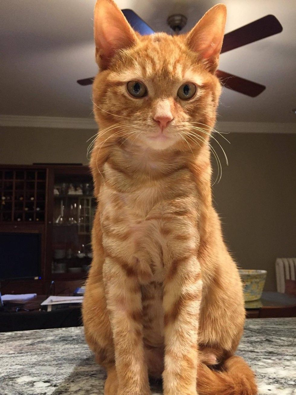 ginger cat rescued from burns by car engine recovery transformation