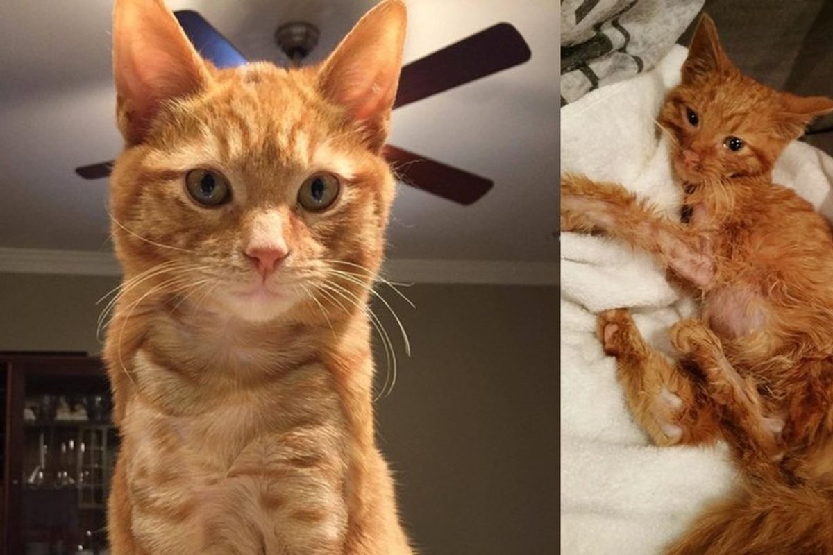 ginger cat rescued from burns by car engine recovery transformation
