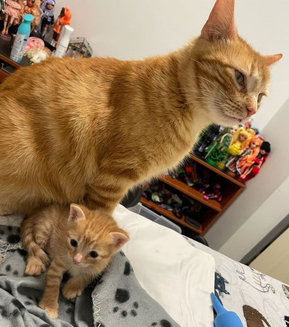 ginger cat tiny kitten