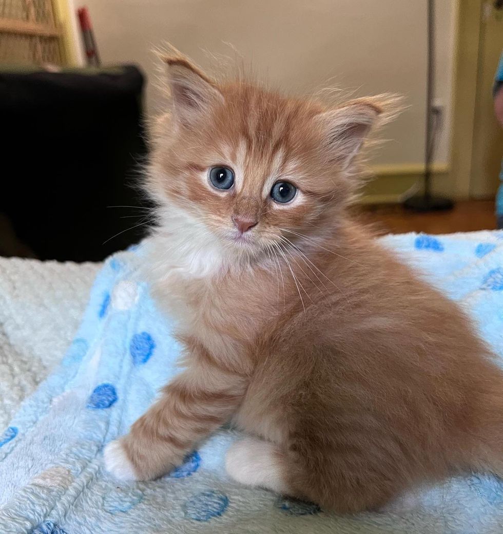 ginger fluffy kitten