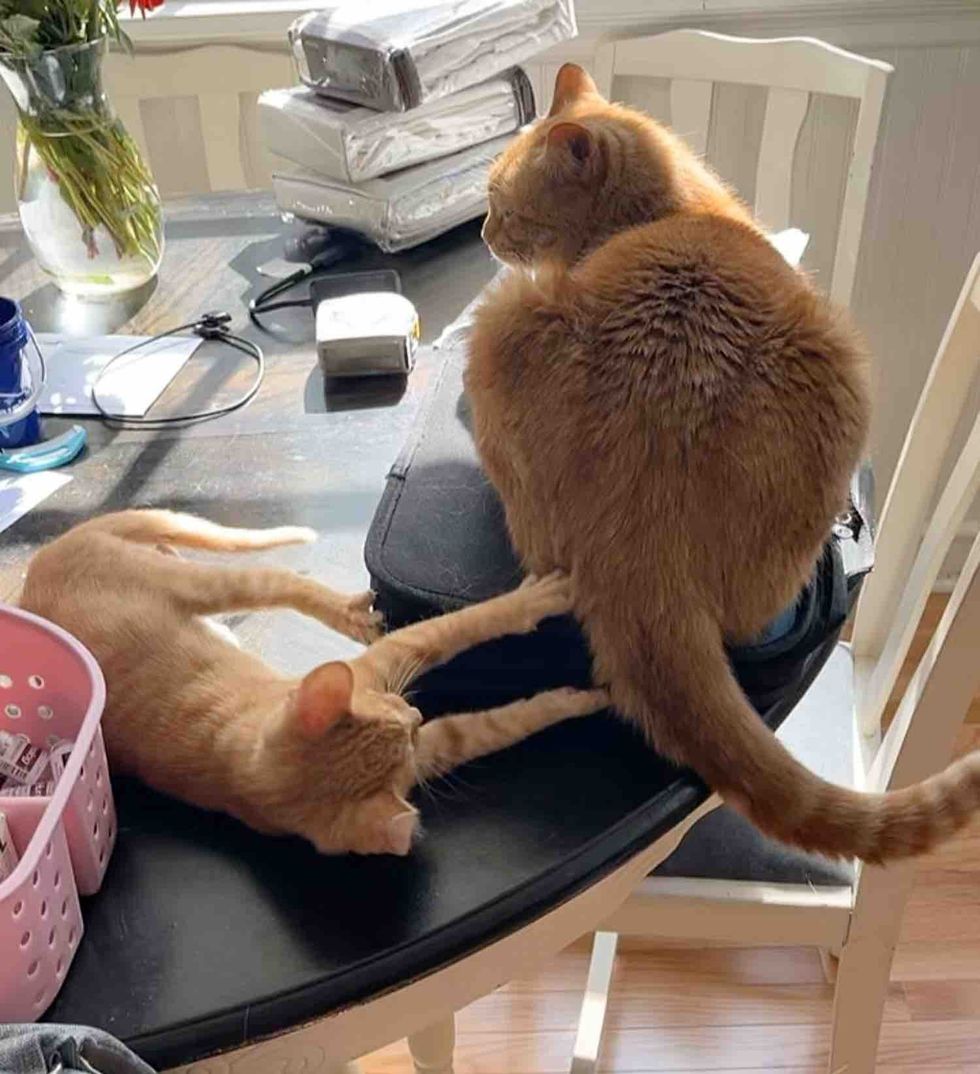 ginger kitten cat playful