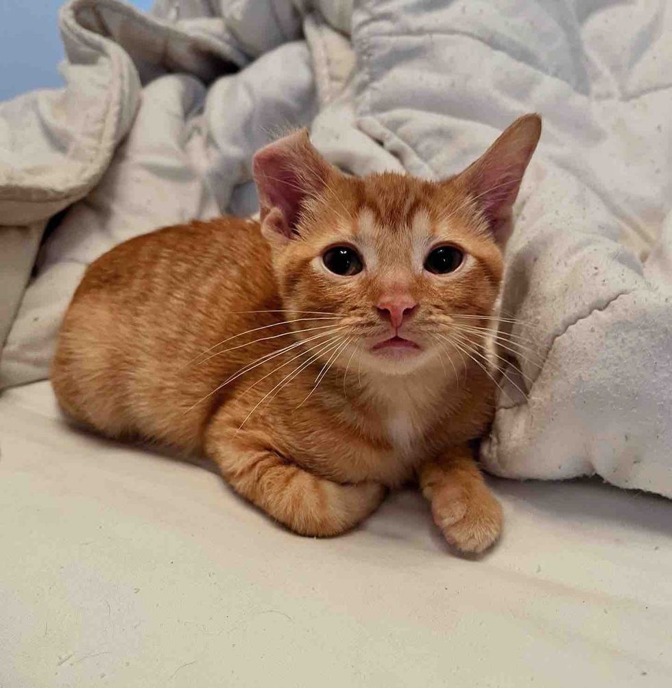 ginger kitten curled ear