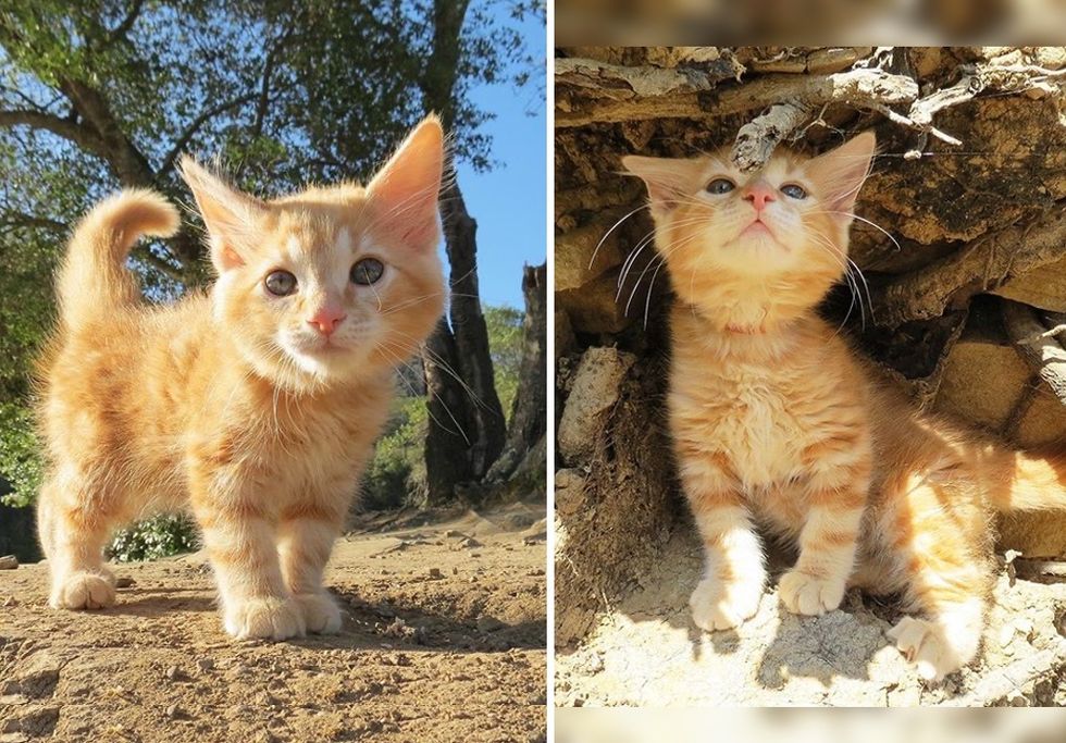 ginger kitten, cute cat, kitten