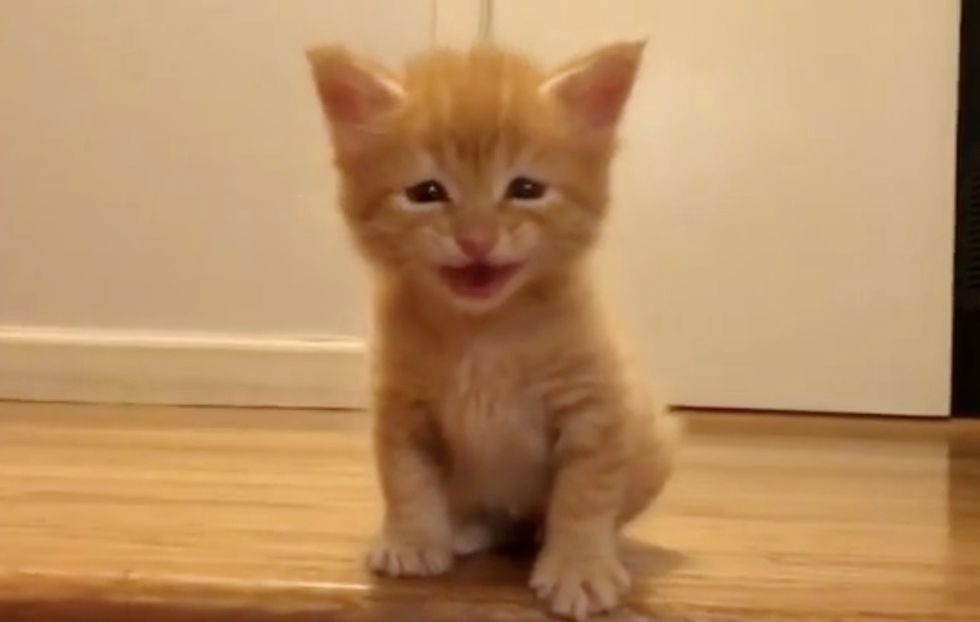 ginger, kitten, meow, cute